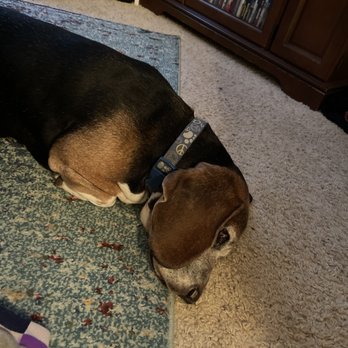Dorothys Dog House - Pet Boarding Near Me