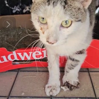 C & J Feed Barn - We rescued this injured cat after the owner refused medical care and reportedly planned to dump him in the desert. - Livestock Feed & Supply Near Me - Yucca Valley, California C & J Feed Barn - We rescued this injured cat after the owner refused medical care and reportedly planned to dump him in the desert. - Livestock Feed & Supply Near Me - Yucca Valley, California