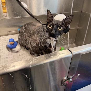 Pup Spa - Meow meow "Are we done"  Lol. - Pet Groomers Near Me