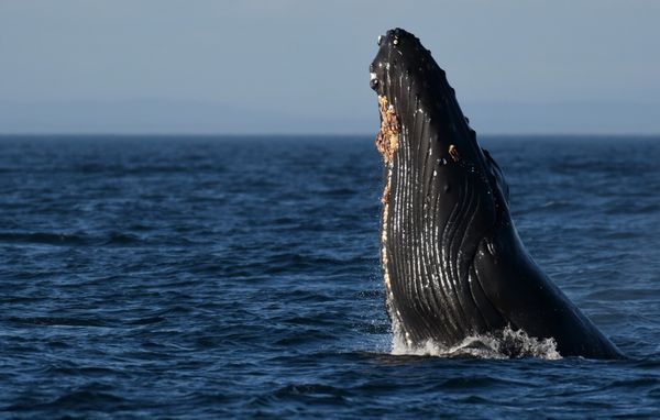Orca Spirit Adventures Whale Watching by null