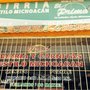 Photo of El Primo