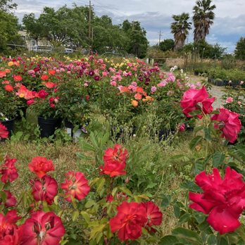 El Rancho Nursery - Great selection of roses! - Nurseries & Gardening Near Me - Vacaville, California