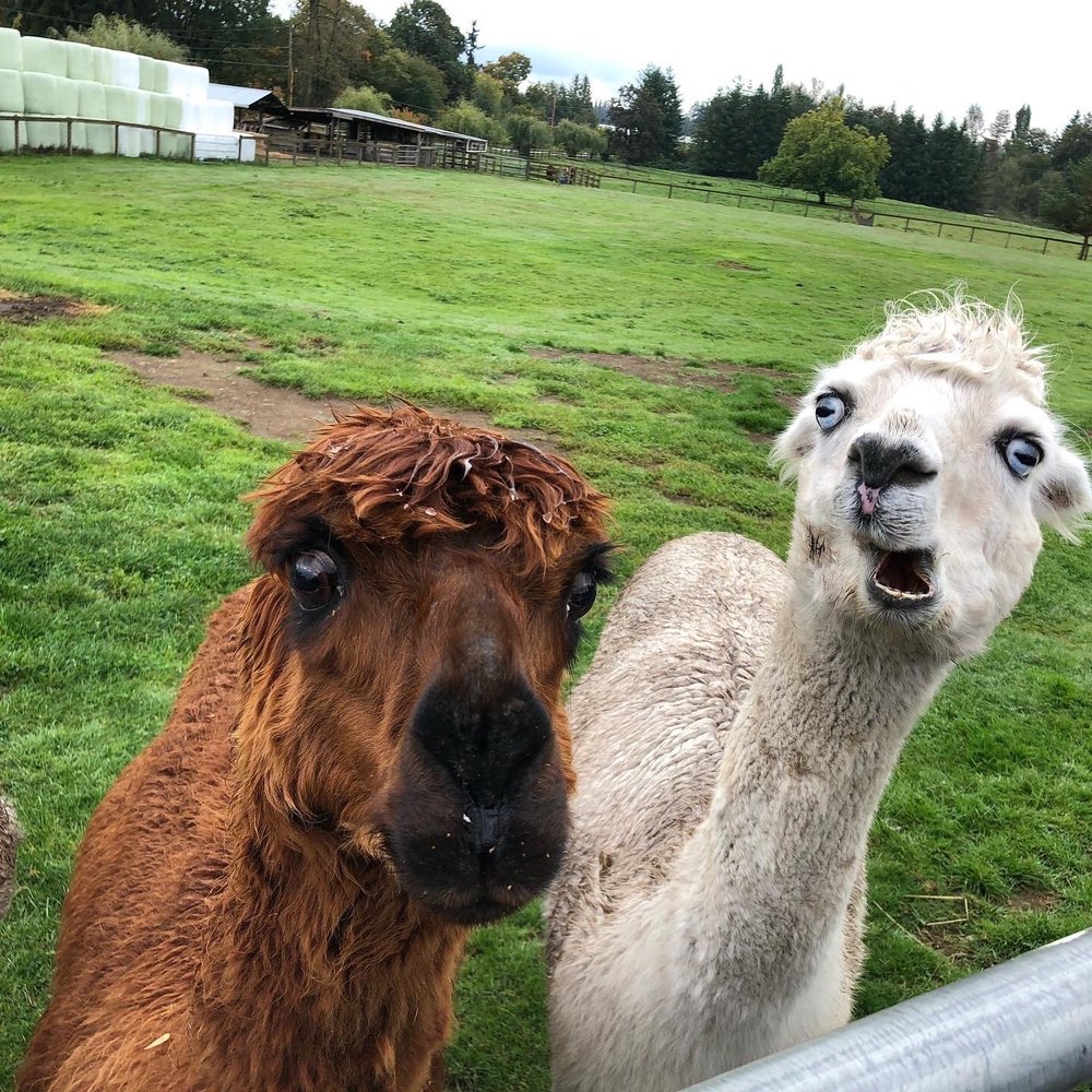 Kensington Prairie Farm - Funny alpaca - Arts & Crafts Near Me - Langley, British Columbia Kensington Prairie Farm - Funny alpaca - Arts & Crafts Near Me - Langley, British Columbia