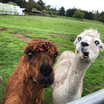 Kensington Prairie Farm - Funny alpaca - Arts & Crafts Near Me - Langley, British Columbia