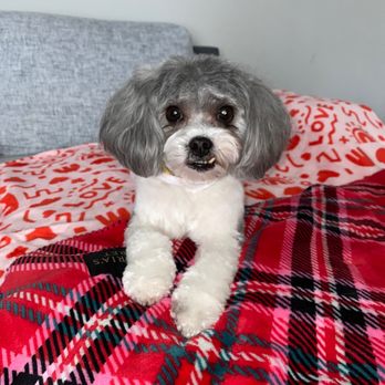 Smoochie Pooch - Pet Groomers Near Me - Crown Point, Indiana Smoochie Pooch - Pet Groomers Near Me - Crown Point, Indiana