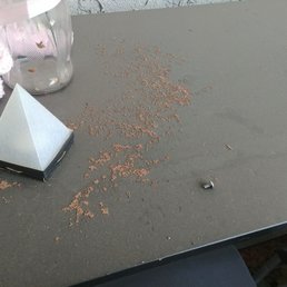 Mgmt. notified from the beginning of the issue inside apartment 58. Termite problem went untreated until we said we were moving out! Mgmt. notified from the beginning of the issue inside apartment 58. Termite problem went untreated until we said we were moving out!