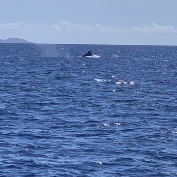 Sail Maui - Lahaina - Male Whale Pod - Boating Near Me - Lahaina, Hawaii Sail Maui - Lahaina - Male Whale Pod - Boating Near Me - Lahaina, Hawaii