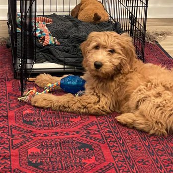 Sadies Doodles - Pet Breeders Near Me