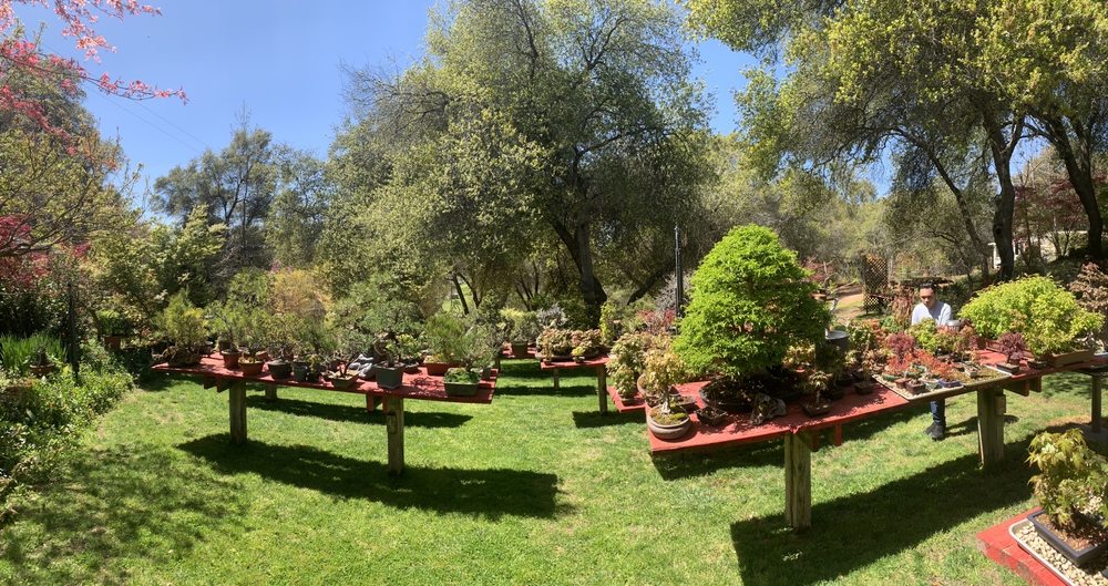 LOTUS BONSAI NURSERY & GARDENS Updated September 2024 21 Photos