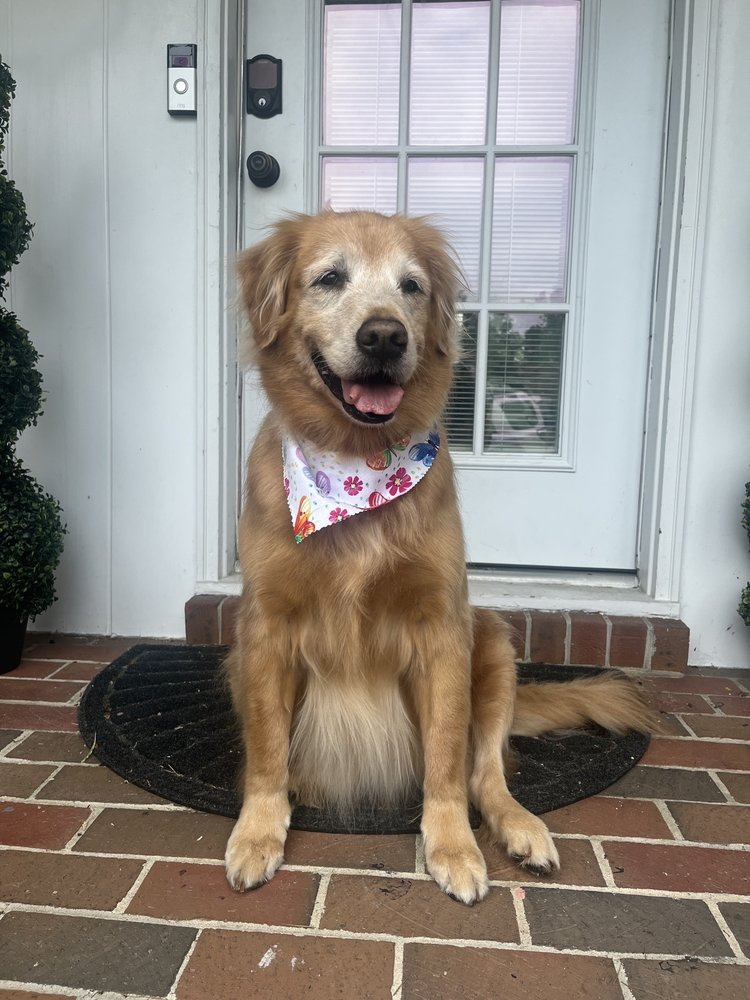 ALI’S K9 CLIPS Updated October 2024 17 Reviews 3600 S College Rd