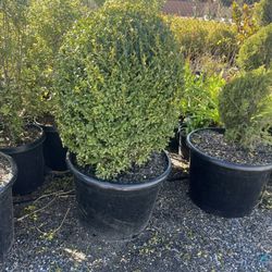 Mi Jalisco Nursery - Boxwood globes
