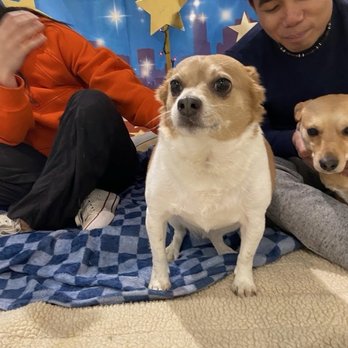 Pickles Playland - Capp and Scooby are gearing up for an exciting movie date! - Pet Groomers Near Me - Issaquah, Washington Pickles Playland - Capp and Scooby are gearing up for an exciting movie date! - Pet Groomers Near Me - Issaquah, Washington