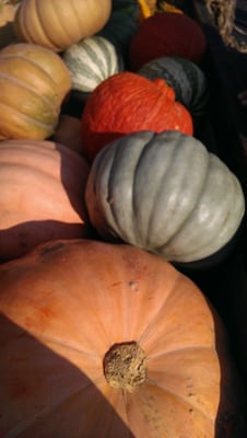 Hip Donelson Farmers Market by null