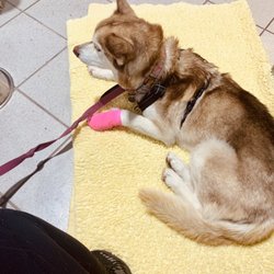 VRCC Veterinary Specialty and Emergency Hospital - Our waiting area. They made my pups very comfortable while we waited.