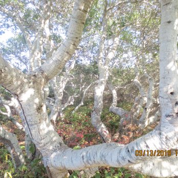 Los Osos Elfin Forest - Parks Near Me