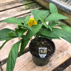 Barry's Greenhouses & Landscaping
