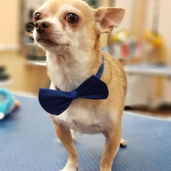 Splendor Paws - Pet Groomers Near Me - Plantation, Florida
