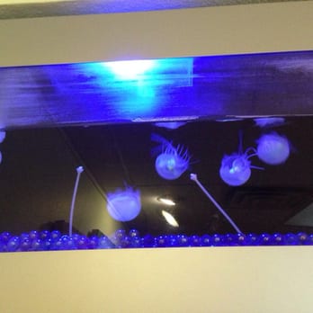 Aaron Root - Jellyfish! - Chiropractors Near Me - San Antonio, Texas Aaron Root - Jellyfish! - Chiropractors Near Me - San Antonio, Texas