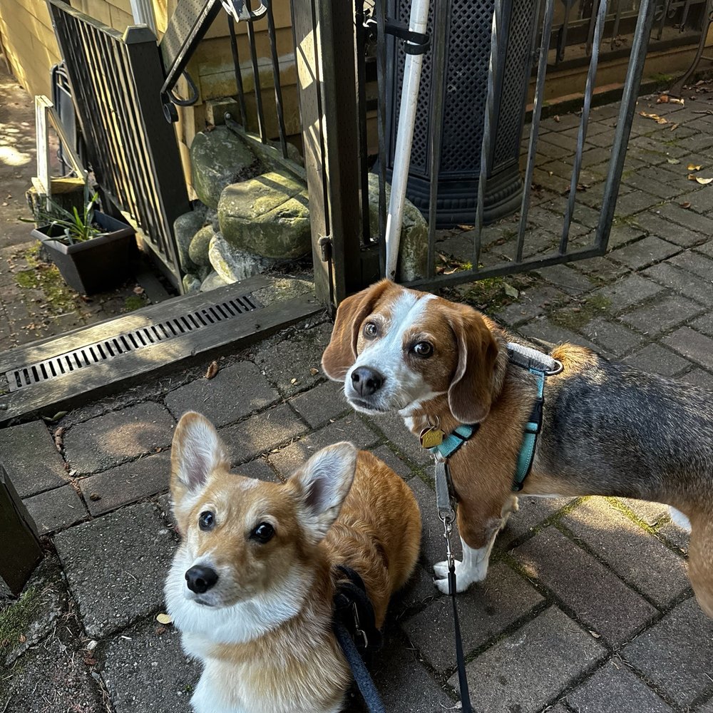 My dogs hanging out on the patio