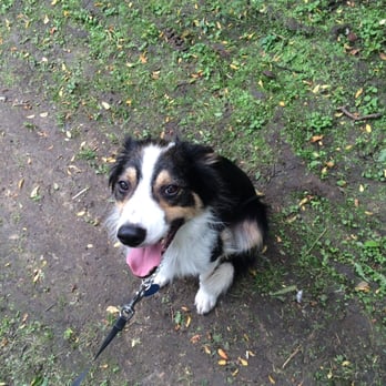 Castle Hill Nature Reserve - Fun times happy prince - Dog Parks Near Me - Newhaven, ESX