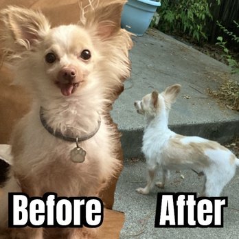Poodle Nook Pet Grooming - Pet Groomers Near Me - Citrus Heights, California Poodle Nook Pet Grooming - Pet Groomers Near Me - Citrus Heights, California
