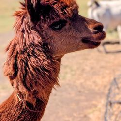 One of several beautiful alpacas and llamas
