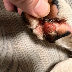 Dogs Country Club - Raw skin on paw