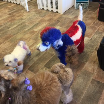 Mad About Dogs - Pet Groomers Near Me - Mesa, Arizona