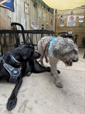 Ocracoke Oyster Company by null