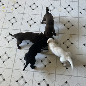 WagSuites - Pet Boarding Near Me - West Chicago, Illinois WagSuites - Pet Boarding Near Me - West Chicago, Illinois