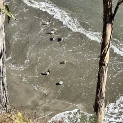 Hiking Trails at San Simeon Bay - Ducks!