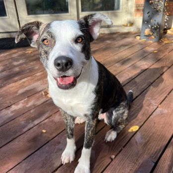 Adopt A Pit Rescue - Shelly
Terrier / Mixed
Medium Young Female (spayed) - Pet Adoption Near Me Adopt A Pit Rescue - Shelly
Terrier / Mixed
Medium Young Female (spayed) - Pet Adoption Near Me