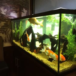 Asian Avenue Restaurant - Koi, the size of my arm!!