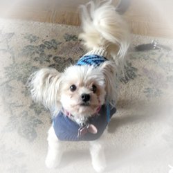 Gunnison Valley Animal Clinic - Lady Sofia in 2019
