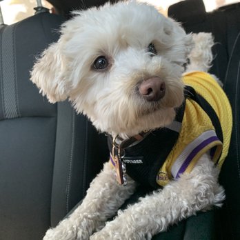 Firestone Complete Auto Care - Coco Approves The Great Service - Tires Near Me - Santa Monica, California