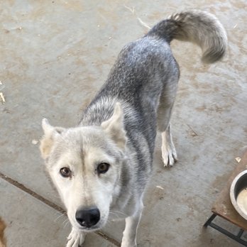 LOL Mobile Groomer - Before pic - Pet Groomers Near Me LOL Mobile Groomer - Before pic - Pet Groomers Near Me