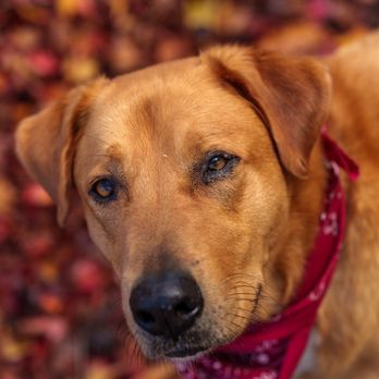 Lula Cellars - a brown dog with a red bandanna - Wine Tasting Room Near Me - Philo, California