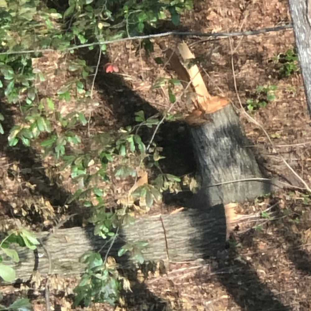 Southland Tree Service - Tree Services Near Me - Atlanta, Georgia Southland Tree Service - Tree Services Near Me - Atlanta, Georgia