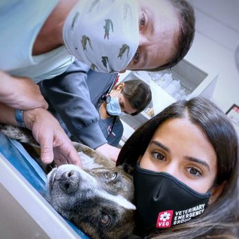 Veterinary Emergency Group - The pic by Dr. L. - Emergency Pet Hospital Near Me - Boynton Beach, Florida Veterinary Emergency Group - The pic by Dr. L. - Emergency Pet Hospital Near Me - Boynton Beach, Florida