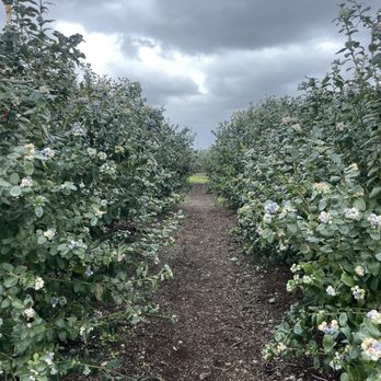 Tom West Blueberries - Pick Your Own Farms Near Me - Ocoee, Florida