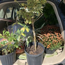 My new plants and garden stuff! My new plants and garden stuff!