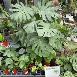 Olson's Garden Shoppe