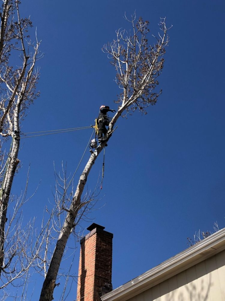 Johnny Wades Tree Trimming and Removal - tree service in Colorado Springs, CO
