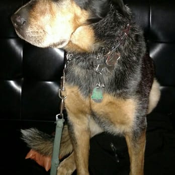 Al's Tavern - Buzzy!!!!!! Shar Pei/Cattle dog! - Dive Bars Near Me - Seattle, Washington