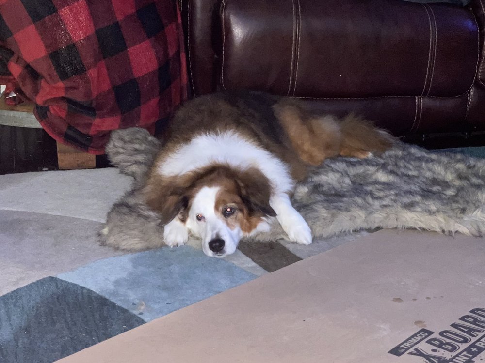 TANYA’S MOBILE GROOMING HOUSTON 20 Photos & 17 Reviews 11019