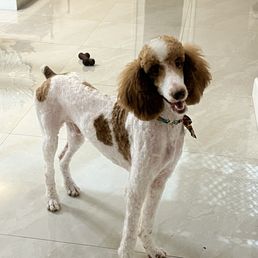 Cooper, a happy patient!! Cooper, a happy patient!!