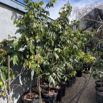 UTOPIA TREES - Updated July 2025 - 30 Photos - 2992 Date St