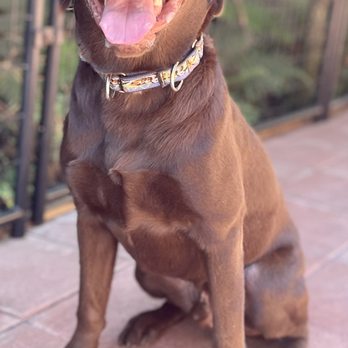 Balanced Obedience - Pet Training Near Me - Honolulu, Hawaii Balanced Obedience - Pet Training Near Me - Honolulu, Hawaii