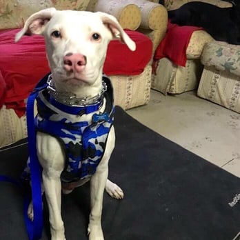 K9 Kompanion Training - Rudy stylin' in his jacket to keep warm in the winter that was provided to us at adoption! - Pet Training Near Me