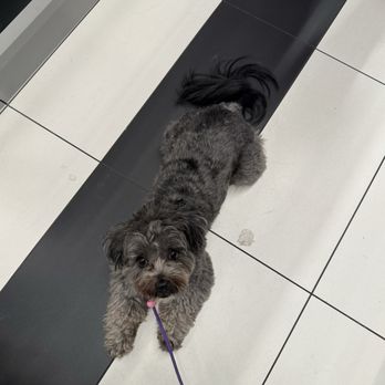 Deep Connection K9 Academy - Pet Training Near Me